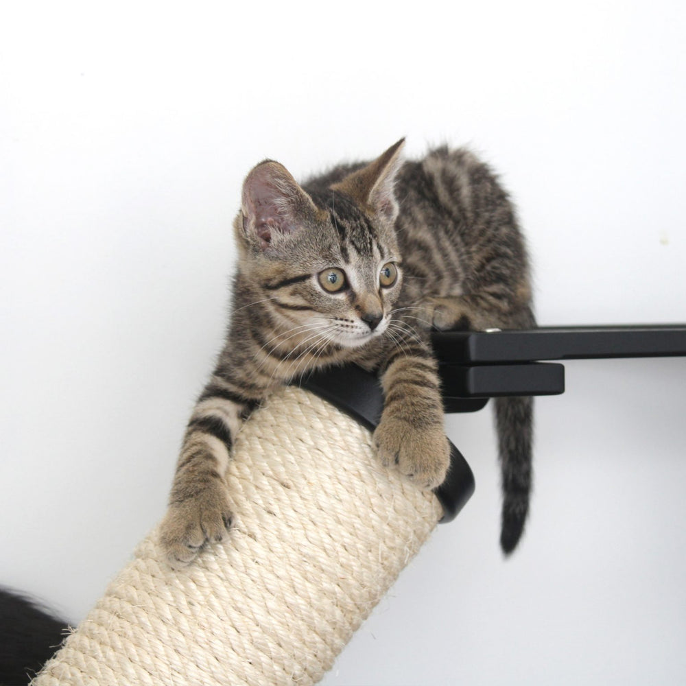 Kitten at the top of a scratching pole