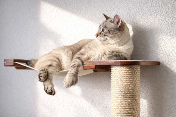 Cat lounging on a wooden cat shelf with a scratching post against a white wall.