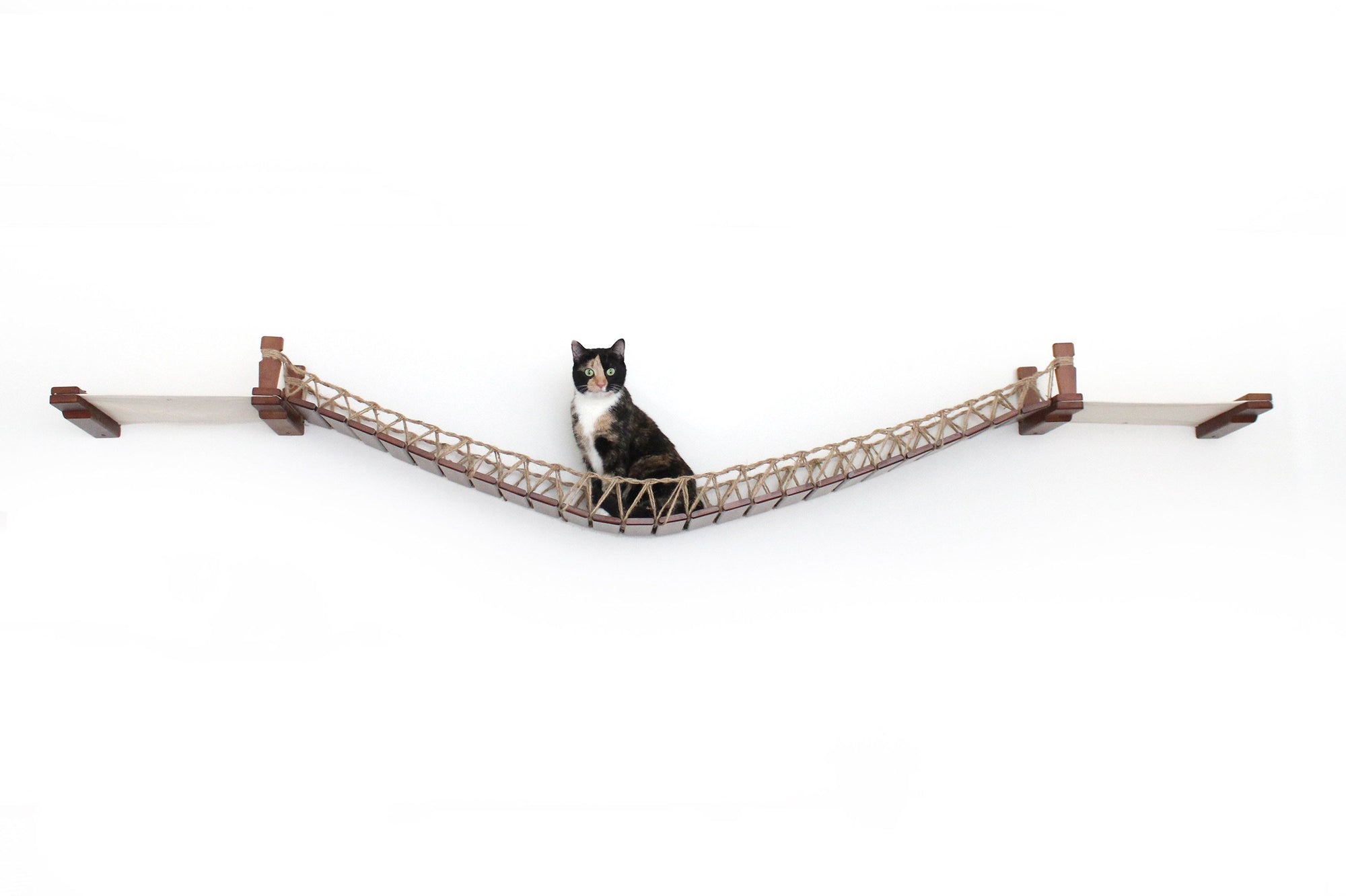 Cat on Bridge Lounge