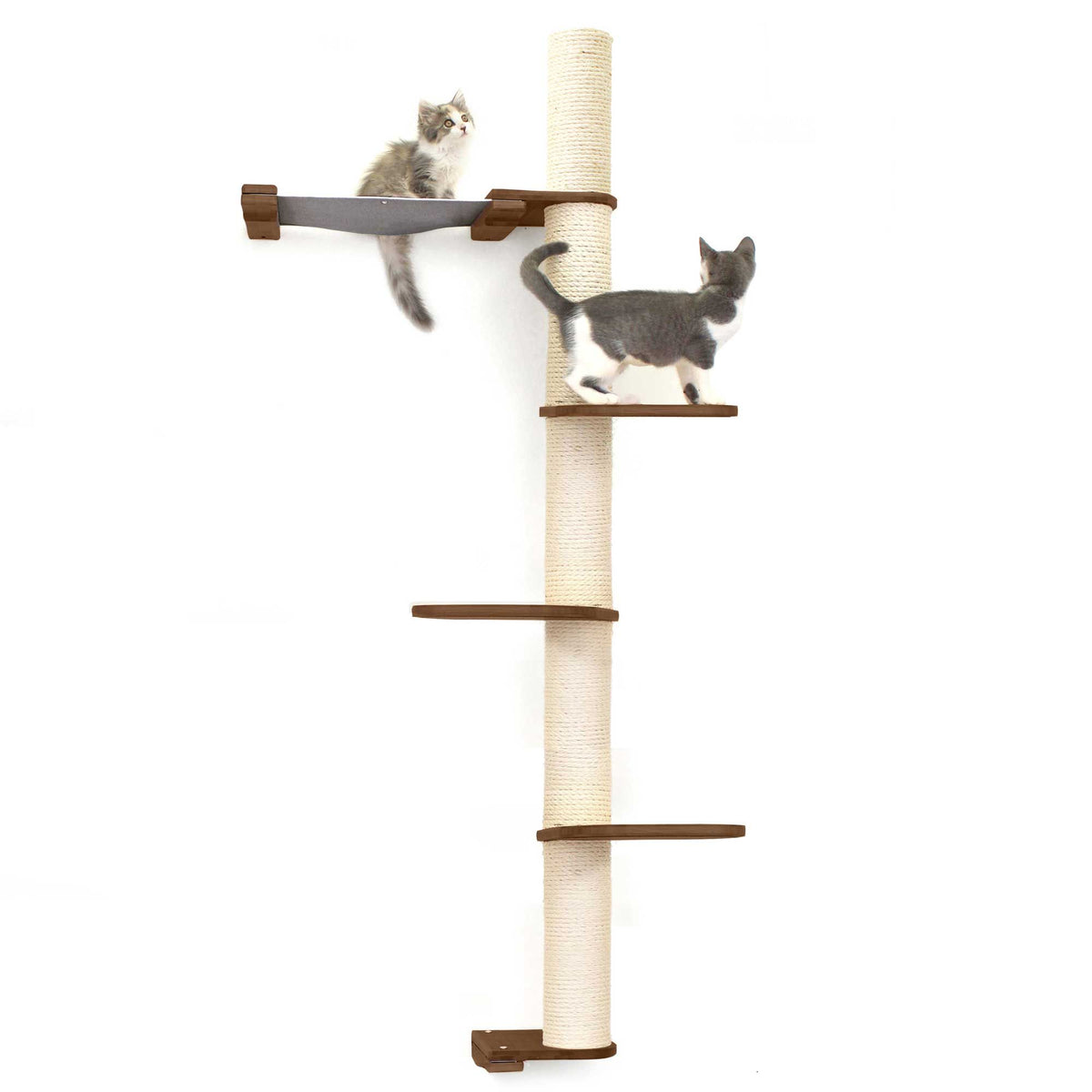 Cats on Crows Nest
