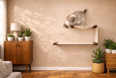 Cat climbing on a wooden shelf in a room with plants and furniture.