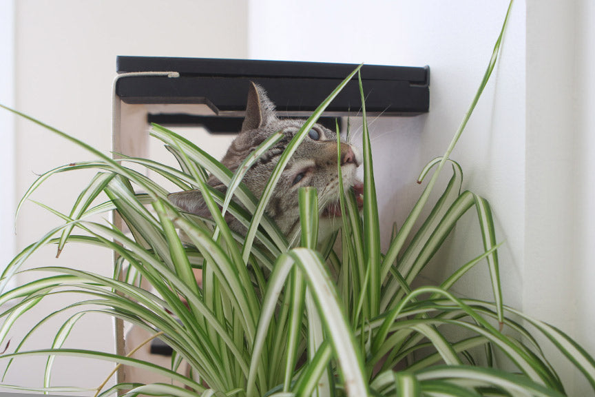 Cat chews grass from inside Deluxe Cubby in Onyx/Slotted fabric.