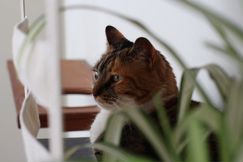 Calico cat relaxes inside Deluxe Cubby.