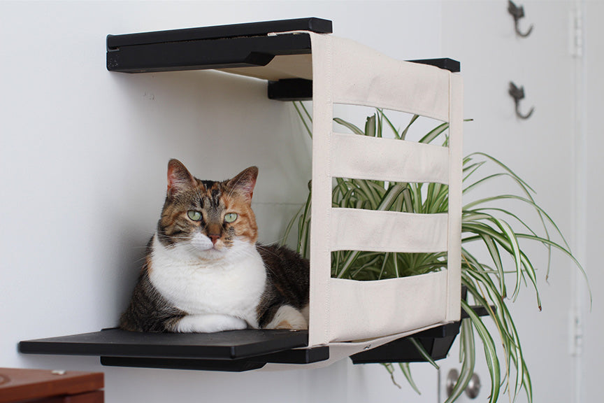 Calico relaxes inside Onyx/Slotted Deluxe Cubby.