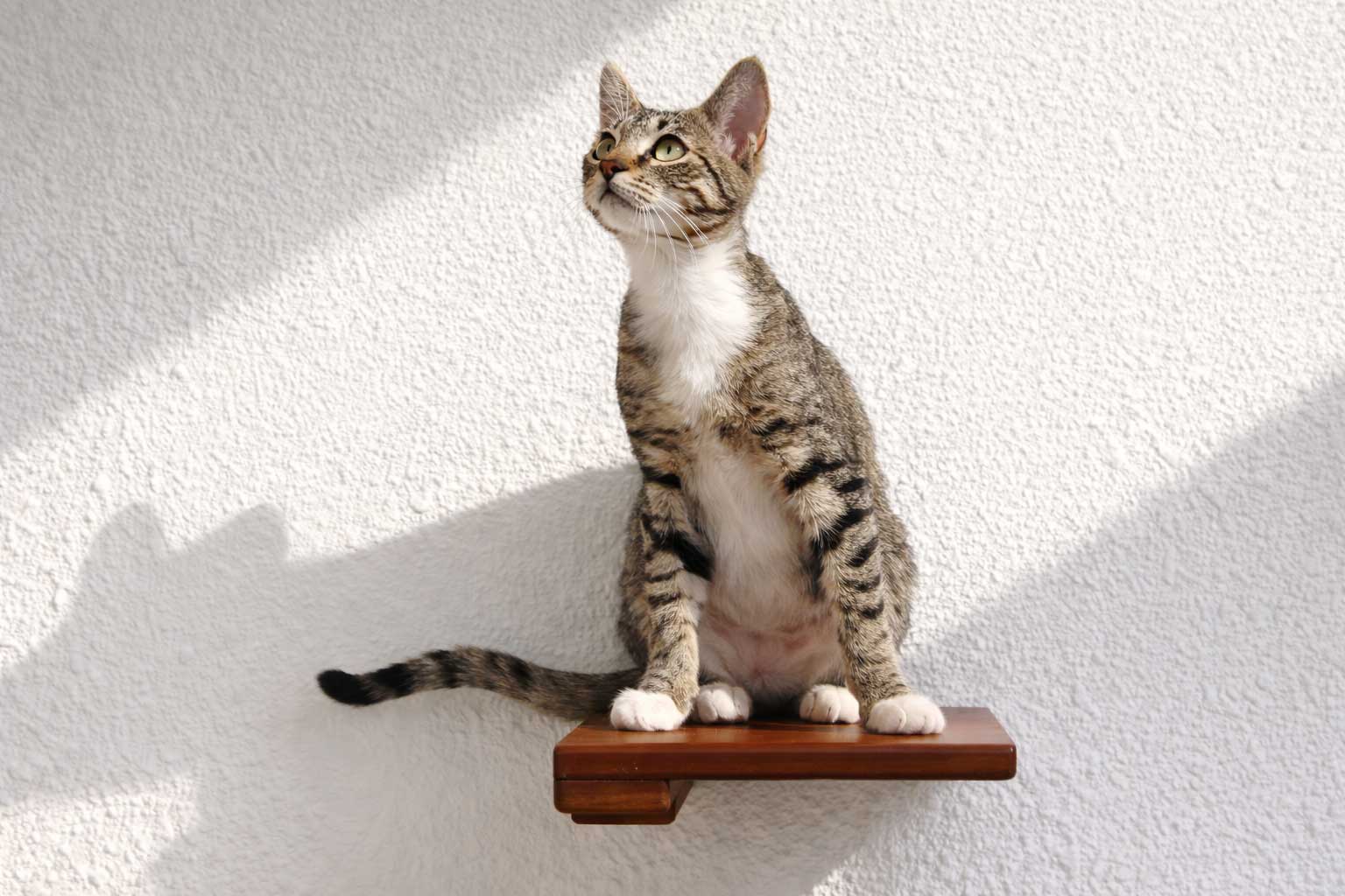 Cat sitting on a wooden shelf against a white wall
