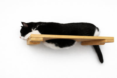Cat lying on a wooden shelf against a white background