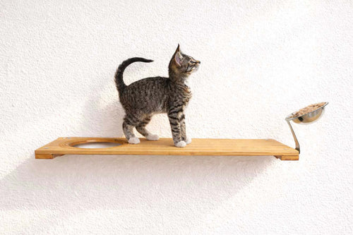 Cat standing on a wooden shelf with a small cat dish with cat food, against a white wall.