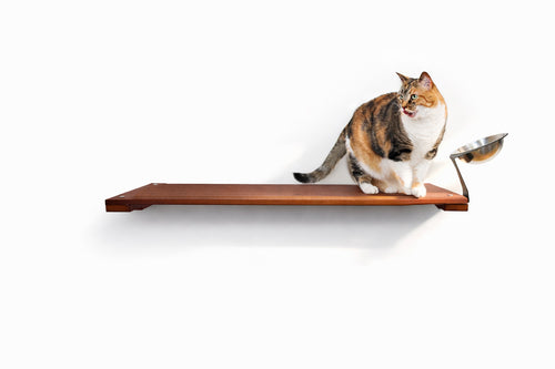 Cat sitting on a wooden shelf against a white background