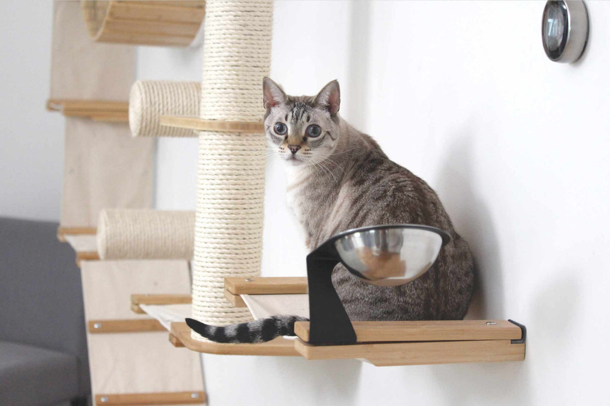 Elevated Cat Bowl (Tilted & Wide For Whisker Fatigue)