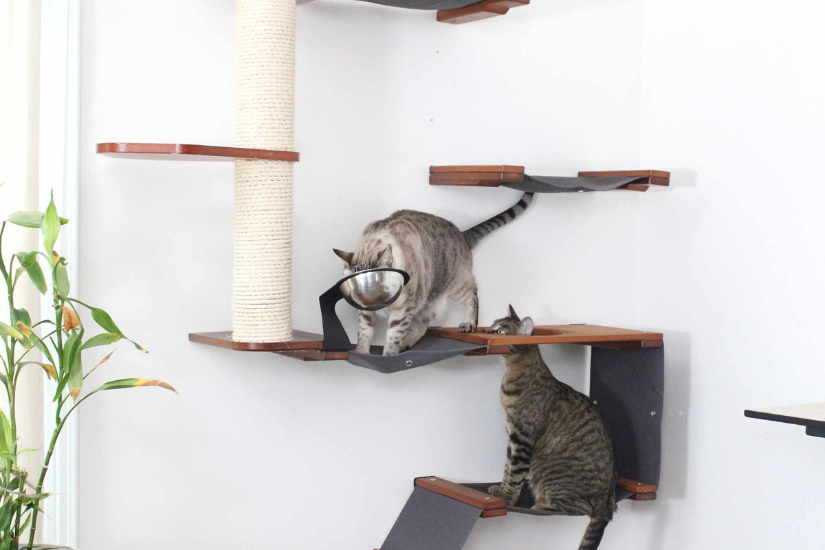 Elevated Cat Bowl (Tilted & Wide For Whisker Fatigue)