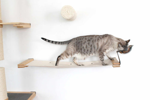 cat eating out of pet bowl
