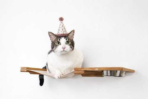 cat lounging on wall hammock with party hat