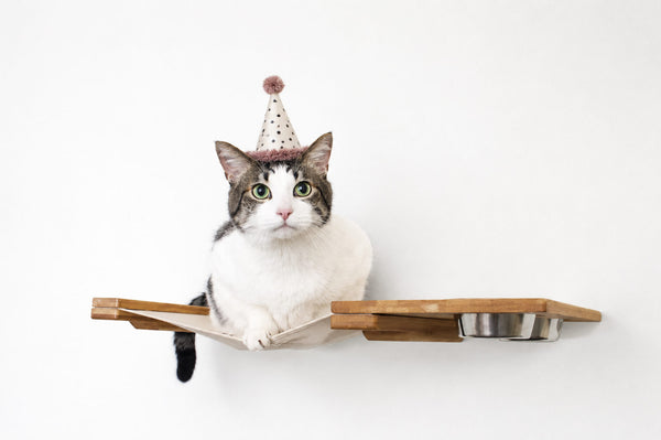 cat lounging on wall hammock with party hat