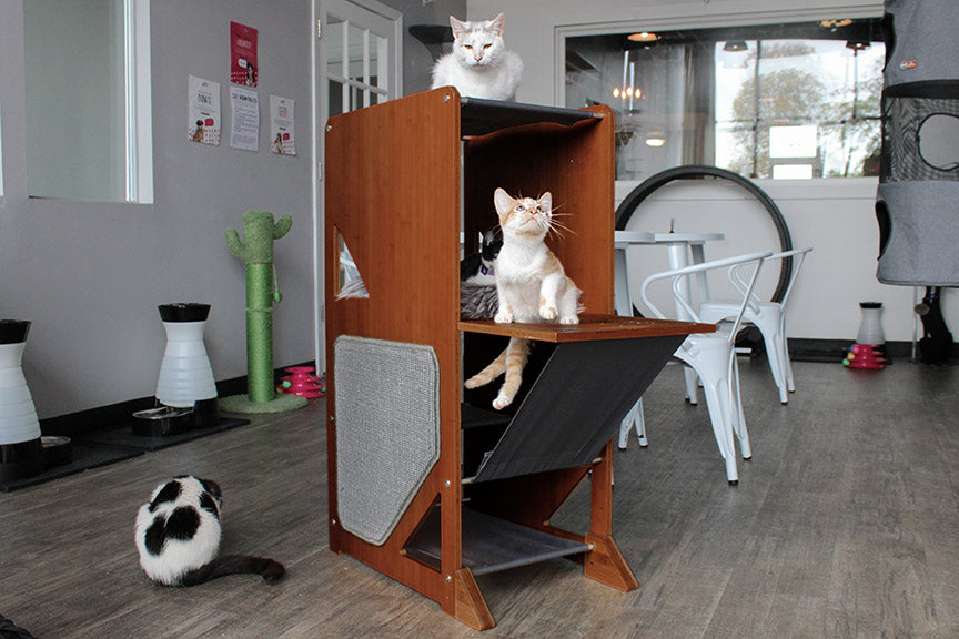 Cats on the Overlook Cat Tree in a cat cafe