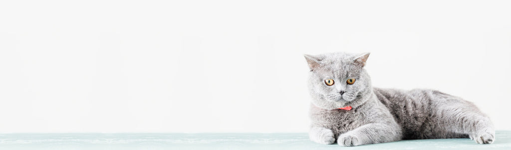 Our Cat Blog - Learn How to Be a Good Cat Owner – tagged 