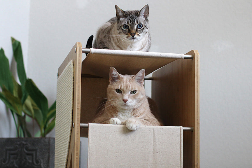 Two cats laying on The Grotto Cat Tree