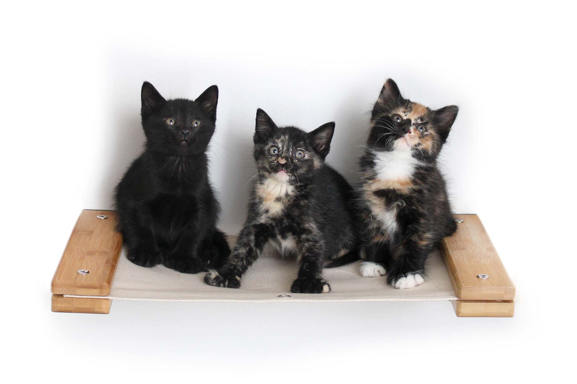 three small kittens sitting on a canvas cat hammock