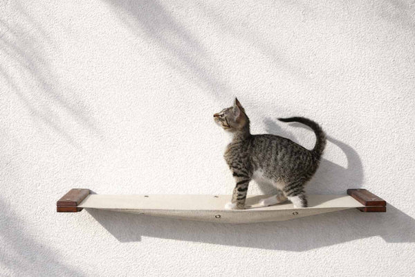 kitten standing on cat hammock with cement wall