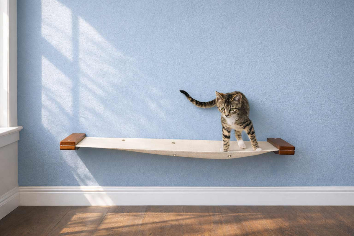 kitten standing on cat hammock with blue wall