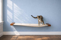 kitten standing on cat hammock with blue wall
