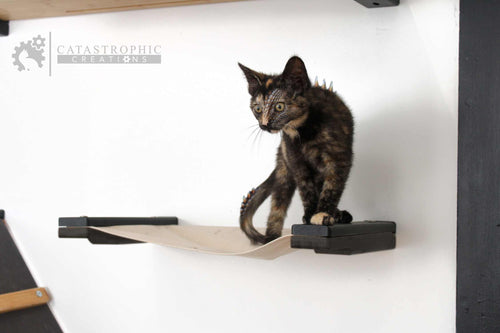 Kitten on a cat shelf with Catastrophic Creations logo in the corner