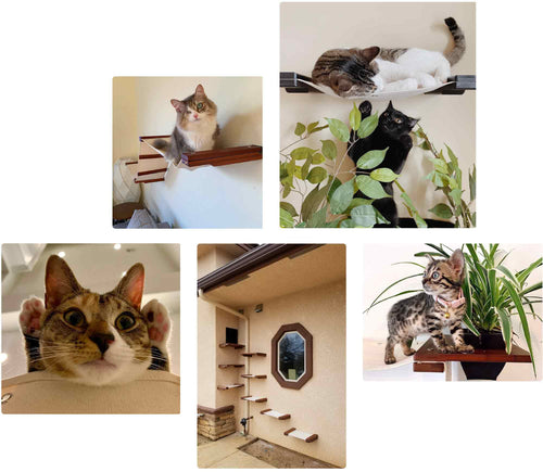 An assortment of cat on various cat hammocks