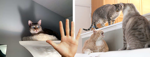 cat looking scared of hand