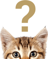 wide eyed kitten with a question mark over their head