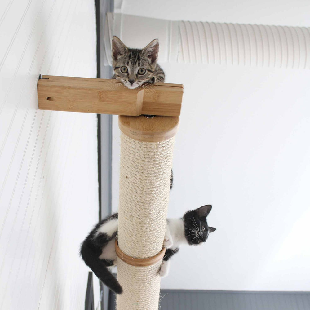 Below view of two kittens playing on a Horizontal Pole.
