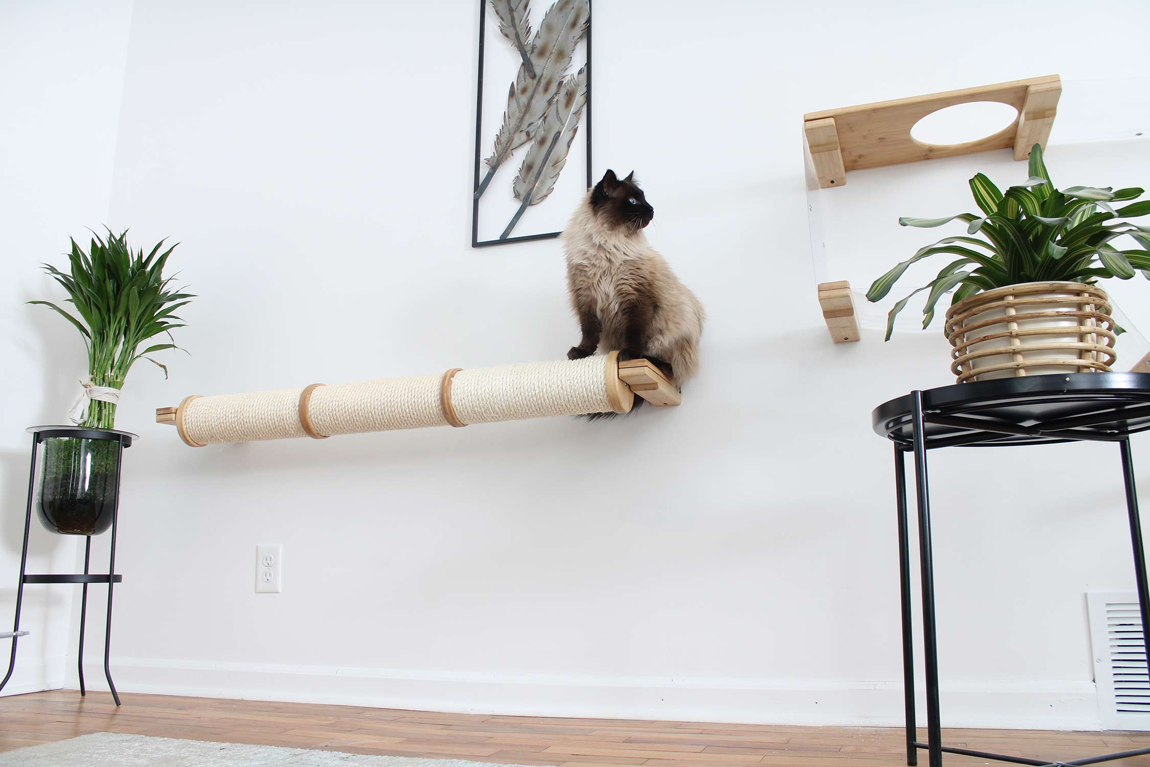 Beautiful cat posing on a wall mounted horizontal scratching pole