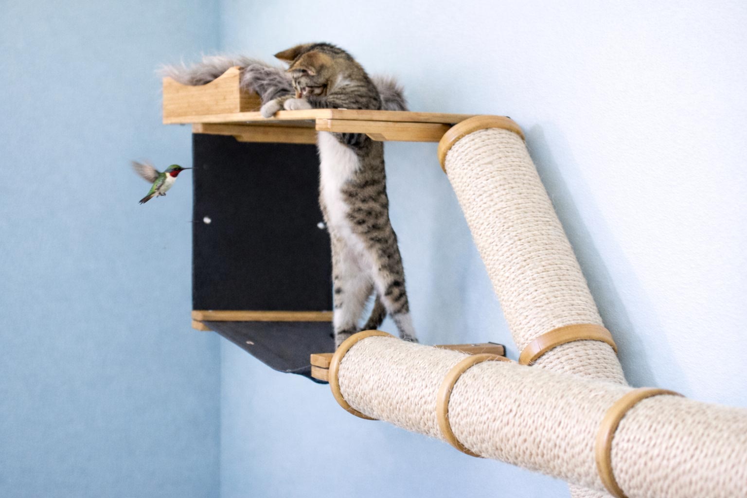 kitten playing on cat condo with humming bird