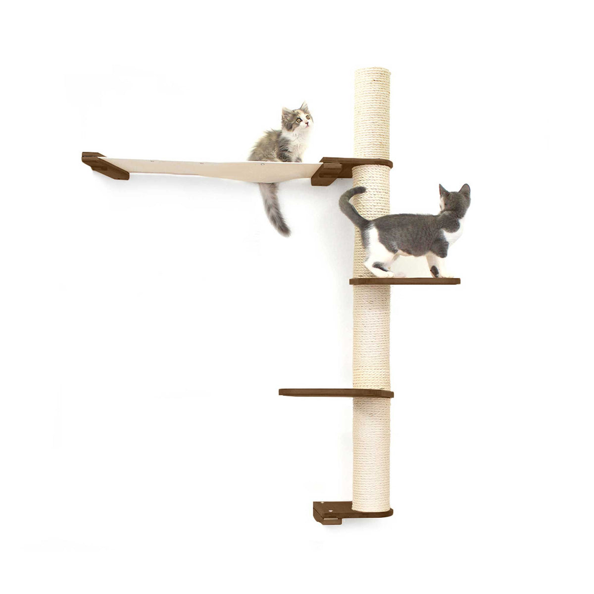 Cats on Crows Nest