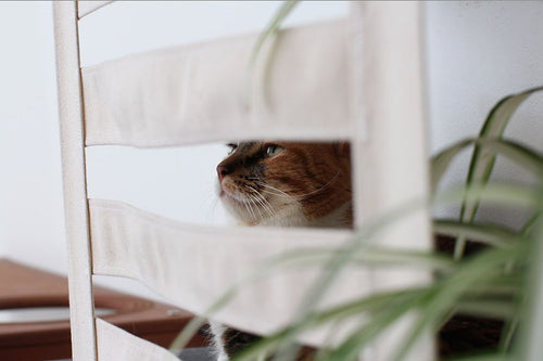 Cat in a cubby