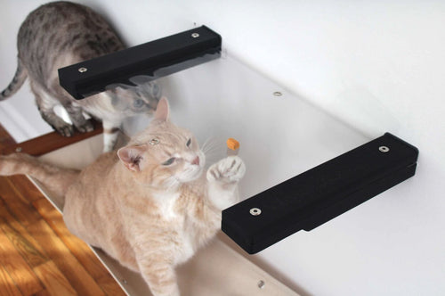 Cat looking at a treat from under a clear cat hammock