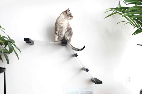 A cat on a clear cat hammock