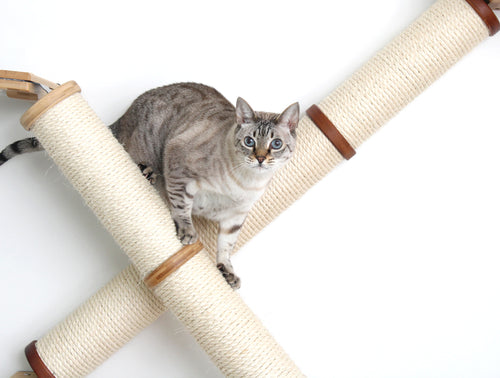 cat pauses to stare at camera while climbing down the angled cat scratching pole