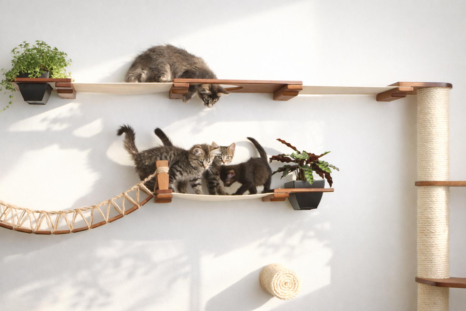 Three cats on a wooden cat shelf with plants and a hammock against a white wall.