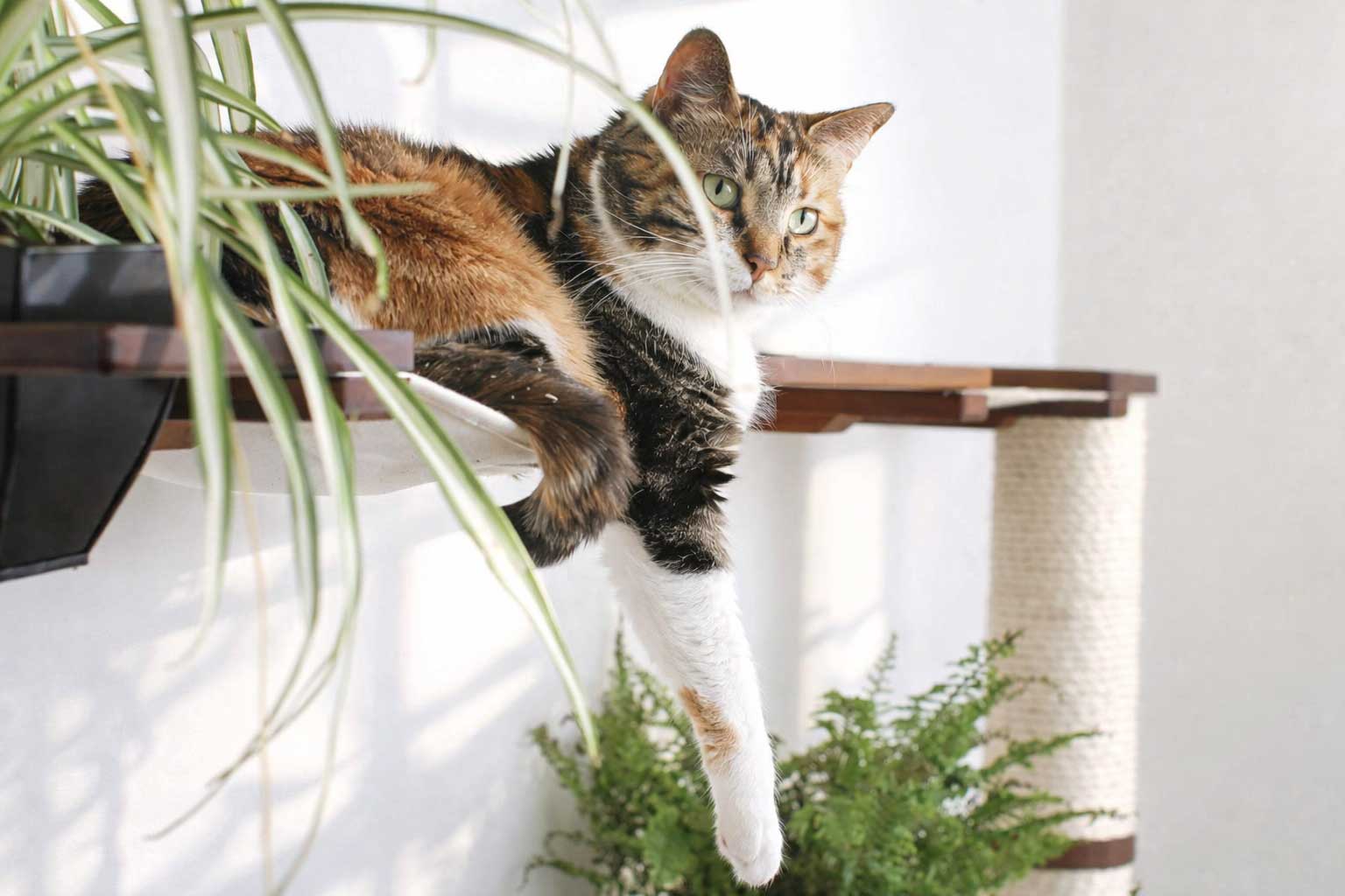 Cat lounging on a cat hammock with plants and a scratching post in the background