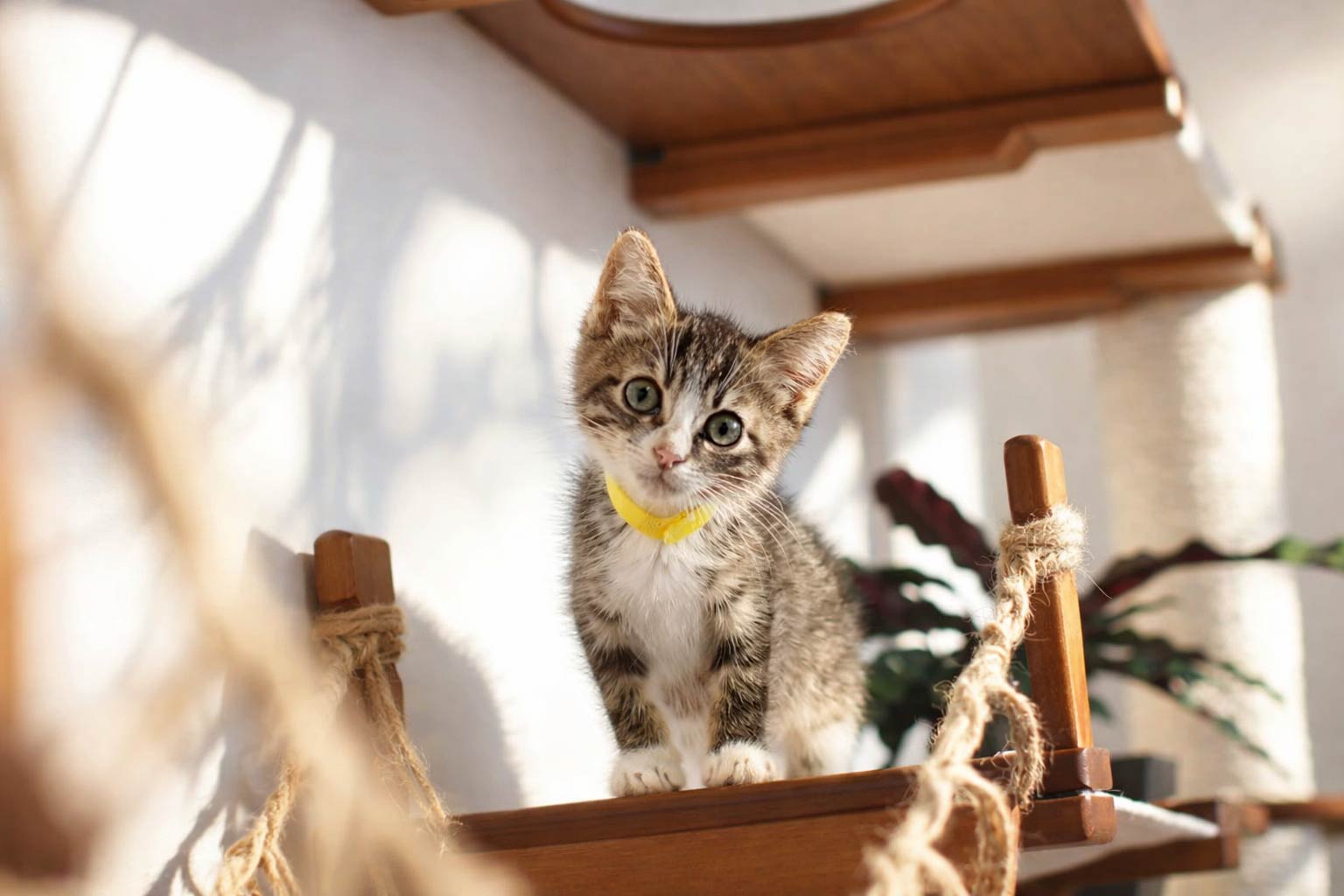 Kitten on a wooden shelf with a blurred background