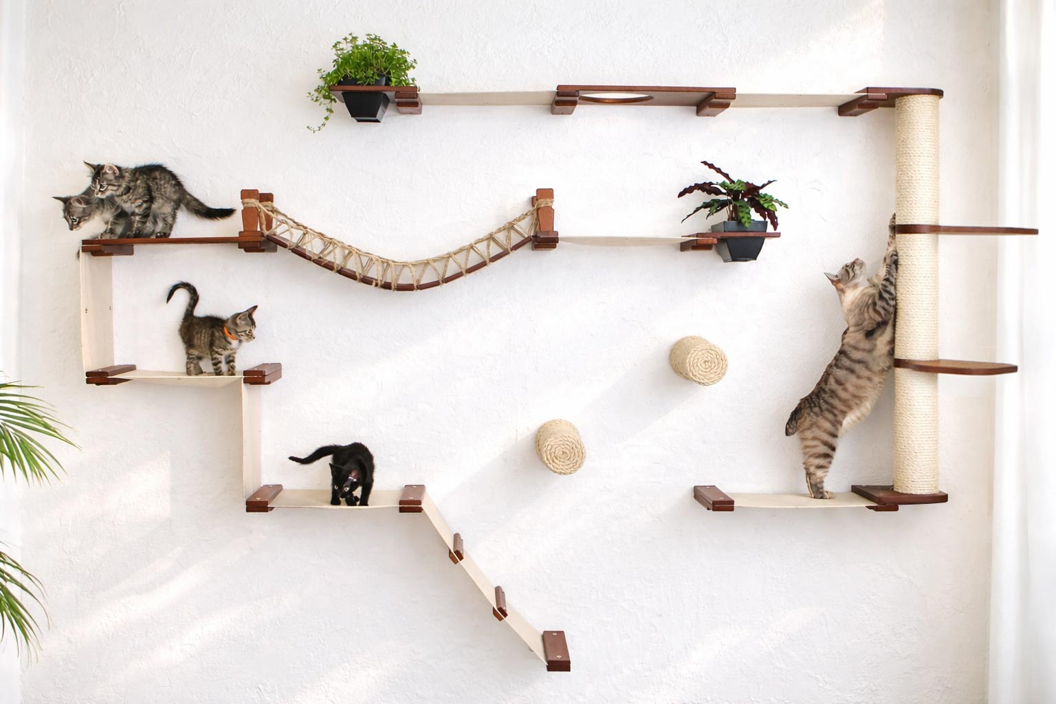 cats climbing on cat wall condo with scratching pole, cat bridge, shelves and hammocks