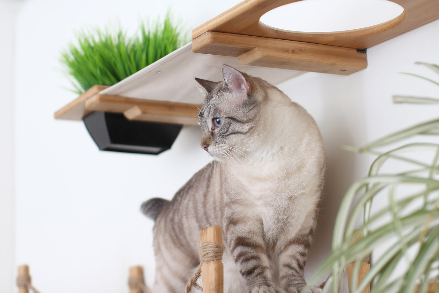 Cat standing on a cat condo