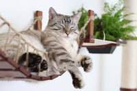 cat lounging on a bridge