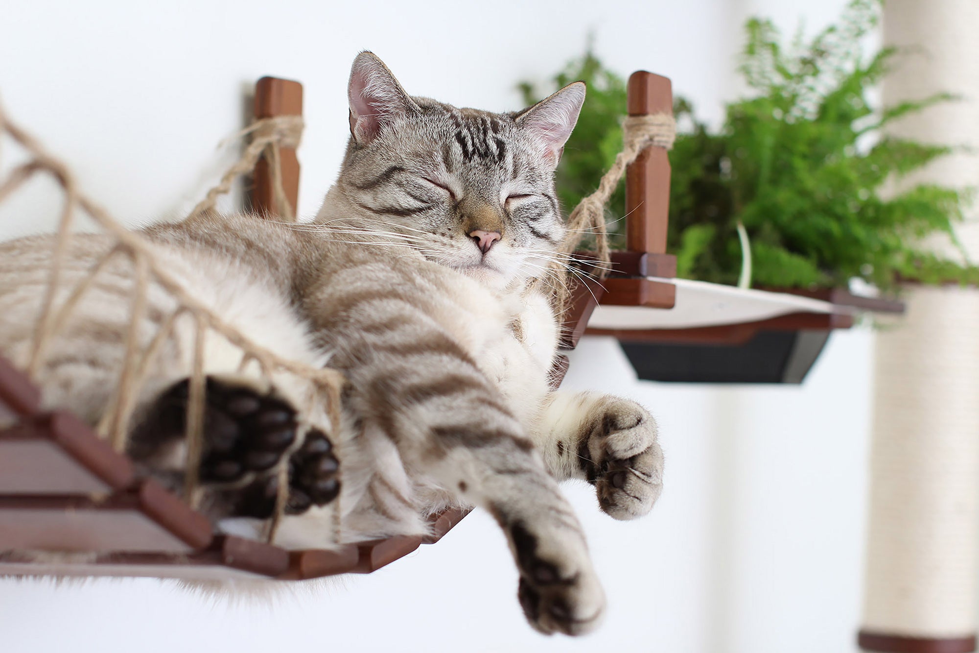 cat lounging on a bridge