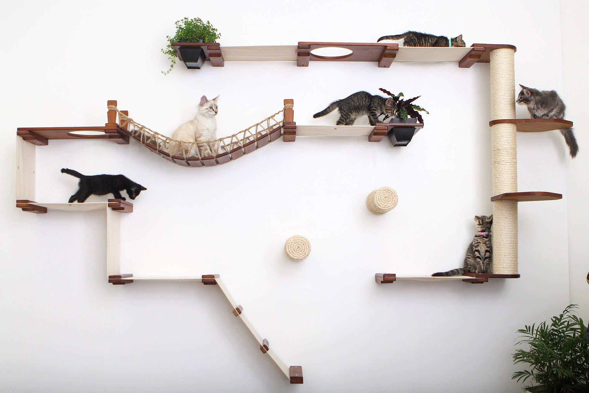 6 kittens play on different parts of the Juggernaut Condo.  