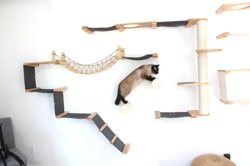 Cat playing with a wall-mounted cat tree on a white wall