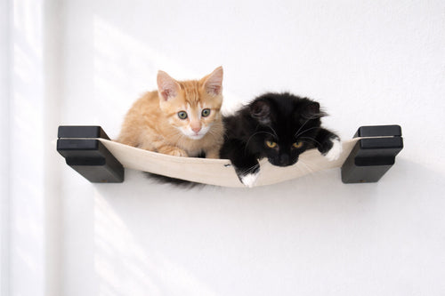 Two kittens, one orange and one black, sitting on a hammock against a white background.
