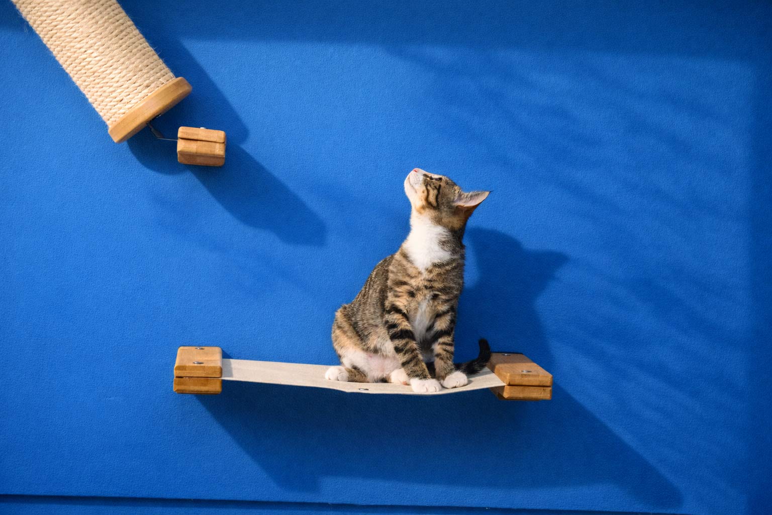 kitten standing on cat hammock with blue wall