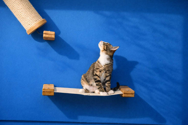 kitten standing on cat hammock with blue wall
