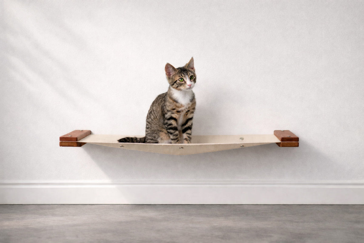 Cat sitting on a wooden shelf against a white wall