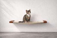 Cat sitting on a wooden shelf against a white wall